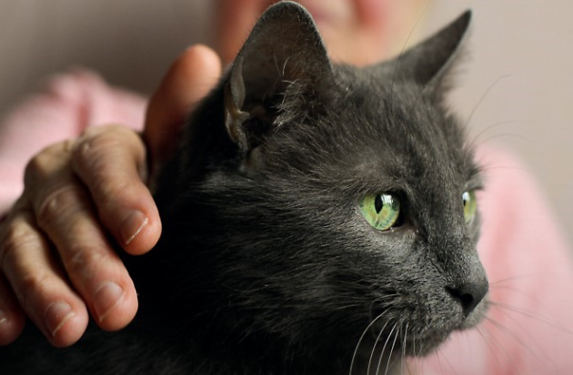 Zwarte poes