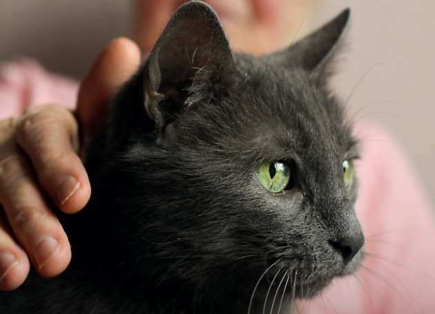 Zwarte poes